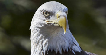 The story of the Eagle made by me